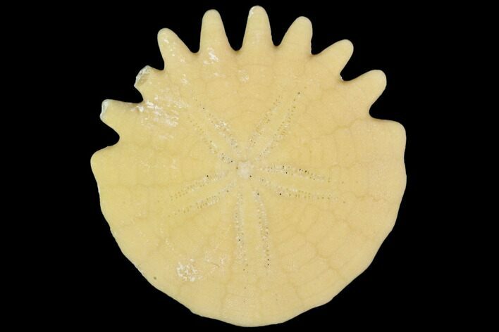 Fossil Sand Dollar (Heliophora) - Boujdour Province, Morocco #106753